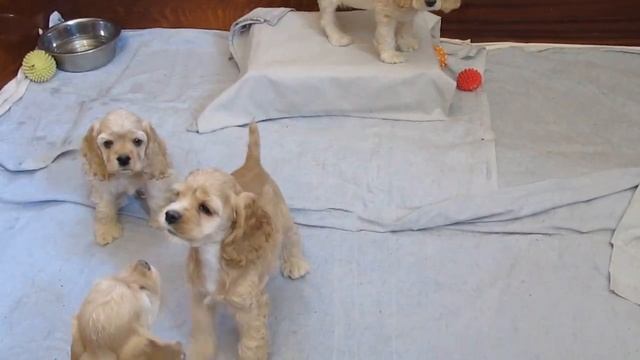 Американский кокер спаниель Щенки. смотреть онлайн