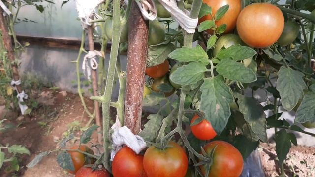 Томаты Леопольд F1 смотреть онлайн