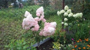 Выращивание гортензии на штамбе