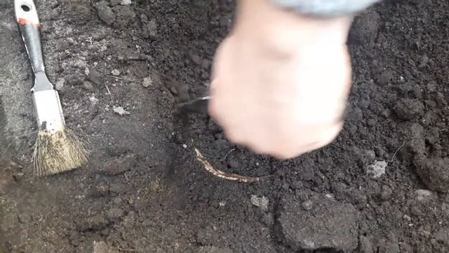 #ЗОЛОТЫЕ МОНЕТЫ В ПОЛЕ!!!