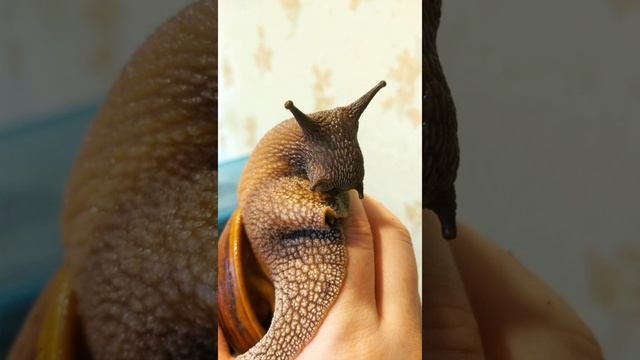 Любимый питомец! улитки ! ахатина ?#ахатинаахатинатигр#улитки