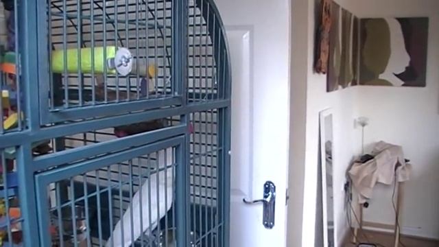 How to catch a Cockatoo aka "The Tidds" - The Safe & Easy Way смотреть онлайн