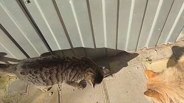 Бездомные животные. смотреть онлайн