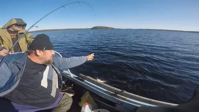 Карелия сентябрь 2017г., часть 2, бешенный клев килограмовых окуней. смотреть онлайн