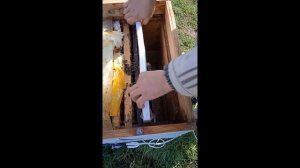 Подогрев пчел. Весенний подогрев пчел. Инфракрасные тёплые полы.