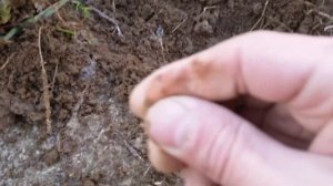 Испытываю новый металлоискатель Ванквиш 540 про пак !