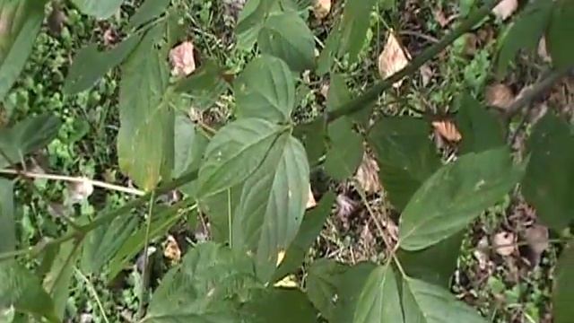 Box Elder ( Acer Negundo) identification video смотреть онлайн