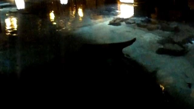 Manta Ray (Manta birostris) from The Dig at Atlantis Resort in the Bahamas смотреть онлайн