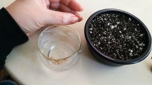 Комнатный гранат, посев семян