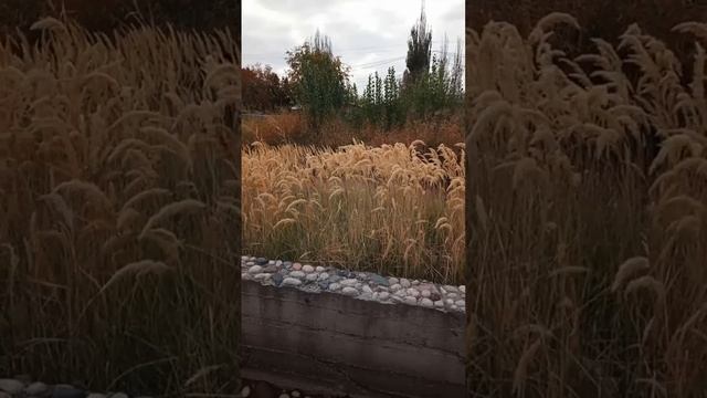 Заросли вейника наземного (Calamagróstis epigéjos) на реке Ала-Арча смотреть онлайн