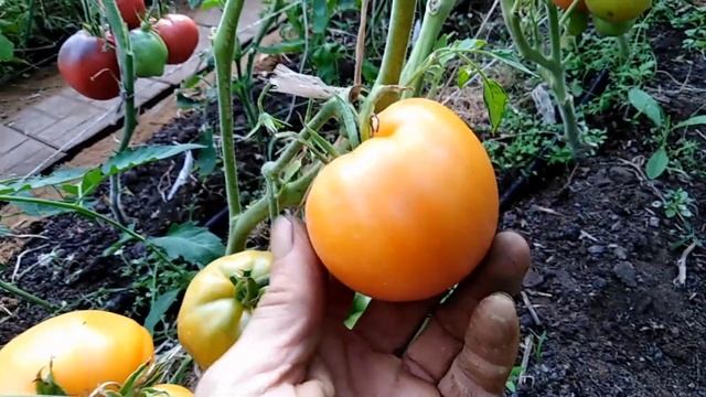 Томат Пастельно оранжевое сердце (Pastel Orange Heart). смотреть онлайн