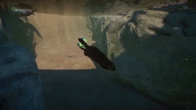 Planet Zoo North America Pack Discussion And Building | Planet Zoo DLC