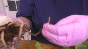 КРАСНЫЙ ОЖОГ На Луковицах АМАРИЛЛИСА - ЧТО Я ДЕЛАЮ. Мои цветы. Мой опыт.