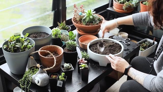 Подкаст "Зима и лето в Сиднее" Болтаем и сажаем суккуленты на балконе. смотреть онлайн