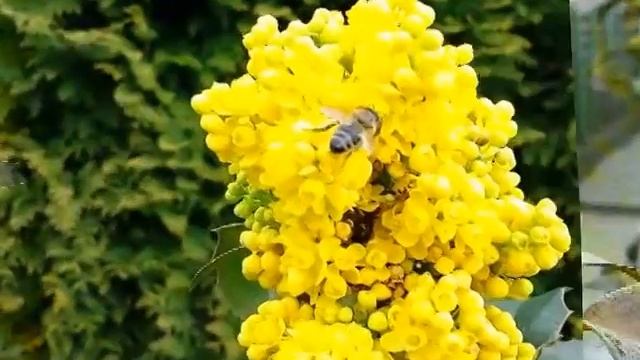 Mahonie - Mahonia Aquifolium