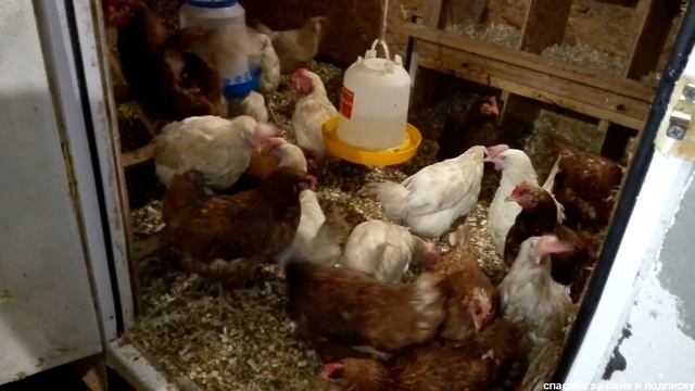 Куры Ломан Браун и Леггорн без регистрации и смс смотреть онлайн