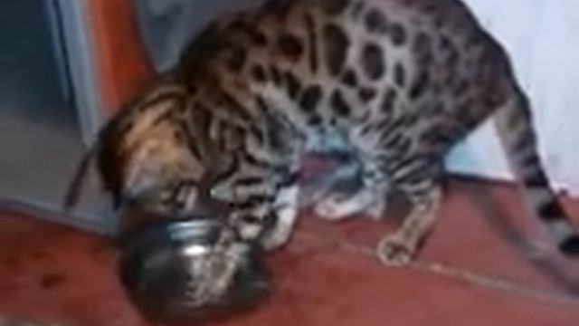 Бенгальские кот - рыбак смотреть онлайн