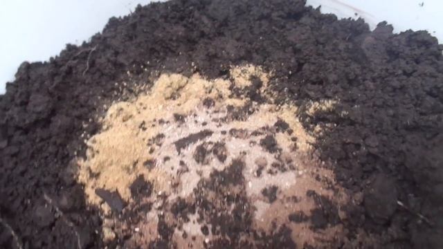 ВЫРАЩИВАНИЕ ШТАМБОВЫХ ТОМАТОВ В ВЕДРАХ. Ольга Чернова. смотреть онлайн