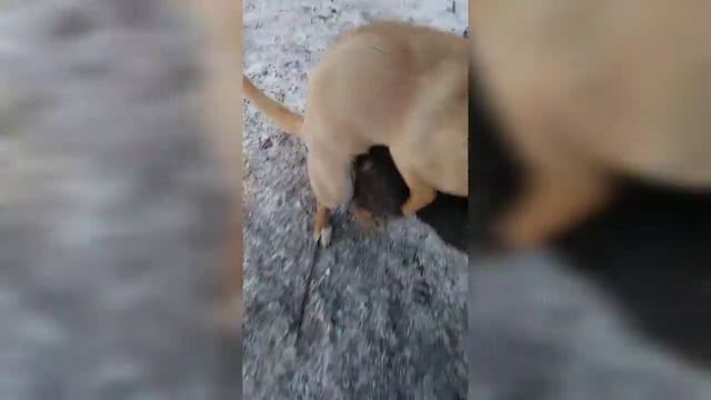 Собаки збоченці смотреть онлайн