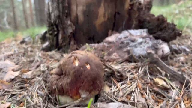 BOLETUS PINICOLA,CONTINÚA LA BROTADA!! (4K) 21/06/2023 смотреть онлайн