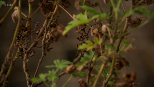 Gardeners' World 2022 S55E03
