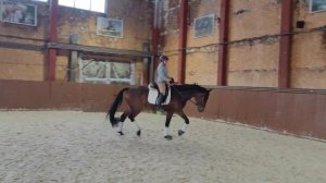 Мастер-класс МСМК по выездке Светланы Князевой. Часть 2. Работа с молодой лошадью.