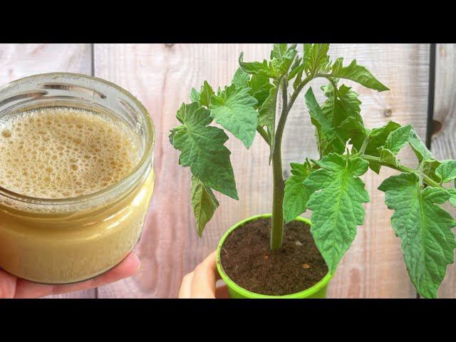 РАССАДА из слабой В ЖИРНЕНЬКУЮ за 2 дня, полила и сама не ожидала такого эффекта! смотреть онлайн