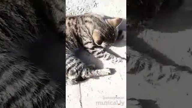 Котяра? (Орловка- Кемин- Чуй- Кыргызстан) смотреть онлайн