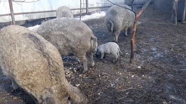 Венгерская мангалица мясо с характером смотреть онлайн