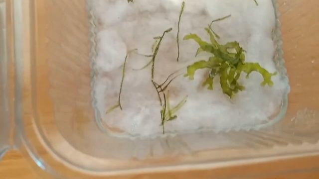 Яванский мох выращивание на столе смотреть онлайн