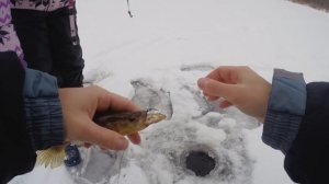 ЛОВИТЕ НА ЭТУ СНАСТЬ — и поймаете САМЫХ КРУПНЫХ РОТАНОВ! Зимняя рыбалка на трофейного ротана