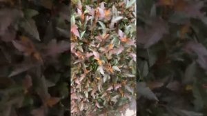 Пузыреплодник литл девил , формирование плотного куста шара