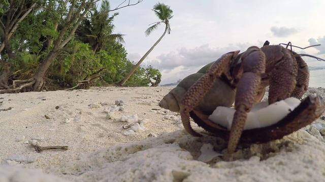 COCONUT CRAB EATING COCONUT смотреть онлайн