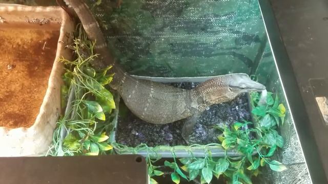 Black Roughneck Monitor Feeding 42 (3 Frozen Adults) смотреть онлайн