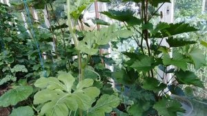 Выращивание арбузов и дыни в теплице.