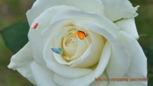 Роза чайно-гибридная Бианка (rose hybrid tea bianca) ? Бианка обзор: как сажать, саженцы розы Бианк