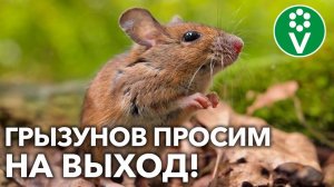 МЫШИ ПОРТЯТ УРОЖАЙ?! Сделайте ТАК, и грызунов не будет!