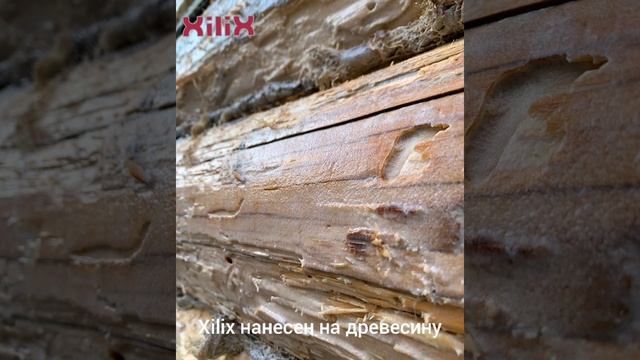 Жук прогрызает древесину и откладывает яйца внутри на глубине! Со временем дом превратится в руину. смотреть онлайн