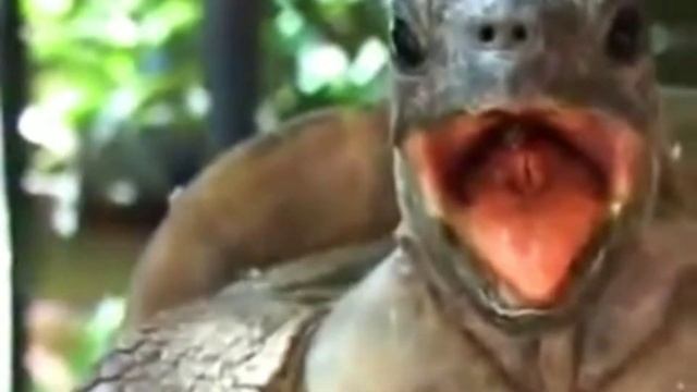 Черепахи трахаются под стих Маяковского!! смотреть онлайн