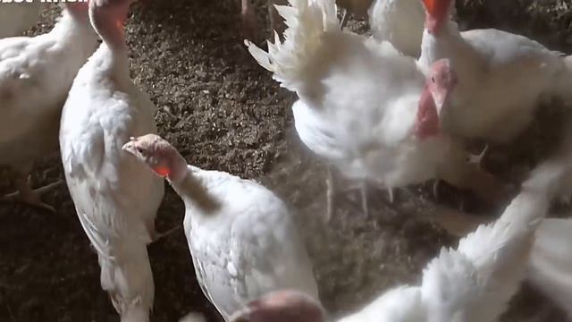 Индюки. Питание и содержание индюков средних и крупных кросов ч.3 смотреть онлайн