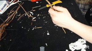 Зимняя прививка клёна сортового. Тонкости и способы прививки. Научитесь прививать клён правильно!!!