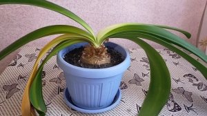 Гиппеаструм. Период покоя