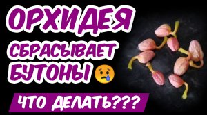ОРХИДЕЯ СБРАСЫВАЕТ БУТОНЫ - что делать? ? Опадают бутоны и цветки. Почему сохнут бутоны?