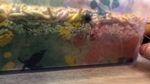 Домашняя ферма мучных червей. Как содержать жука чернотелку?