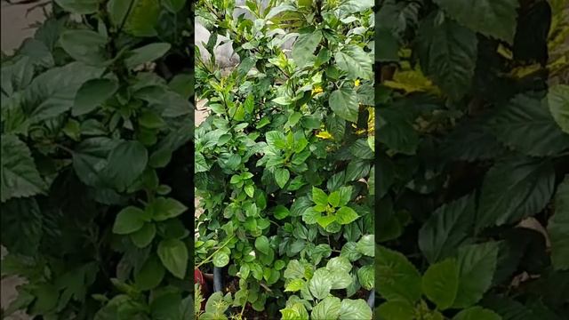 How To Grow HIBISCUS 🌺||WHITE HIBISCUS|| смотреть онлайн