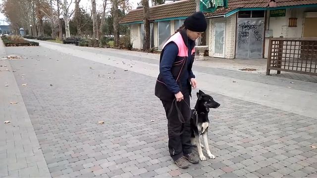 Метис Хаски Найда смотреть онлайн