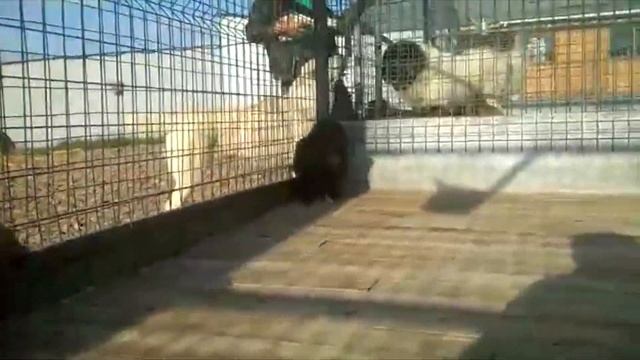 Щенок кавказской овчарки - 45 дней. ПРОДАЖА. - Http://www.beliy-lekar.ru