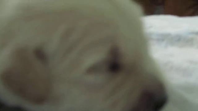 Золотистый ретривер .Golden Retriever Miya zolotoy angel