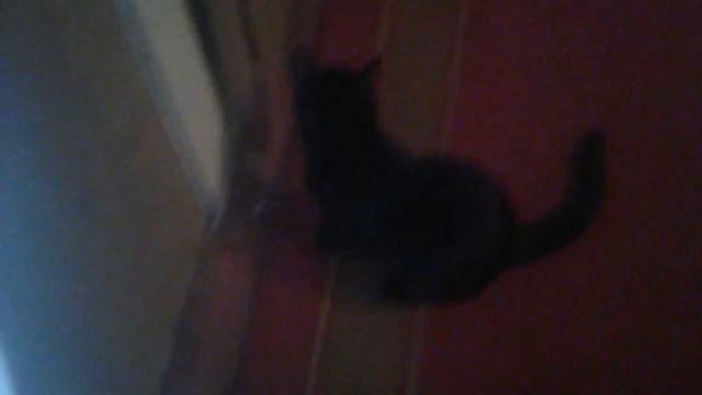 Кот спит в своём лотке ,,, и ходит в ванну 😂 смотреть онлайн