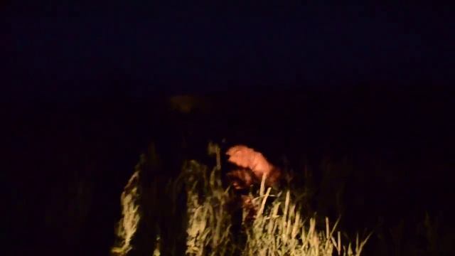 ЭКСТРИМ ВИДЕО !!! Ночь в Саванне , КОРМИМ ЛЬВОВ !! Feeding lions in the dark смотреть онлайн